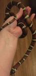 Kungssnokar-Lampropeltis Zonata 