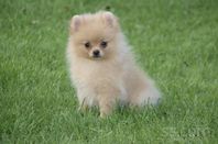 Pomeranian Valp