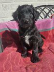 Borderdoodle tik valp Border Collie Pudel lev v38