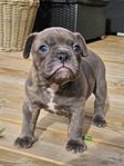 Olde English/ Fransk bulldog valp