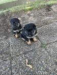 Blandras valpar Schäfer/Rottweiler