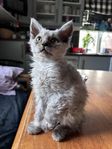 Selkirk Rex kattunge