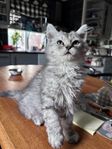 Selkirk Rex kattunge leveransklar