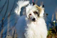 Chinese Crested Dog valp Powderpuff tik.