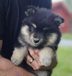 Finsk Lapphund hanvalp