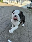 Valpar, Old English Bulldog/American Staffordshire Terrier