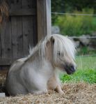 Mini Shetlandsponny, Isabellskäck  Hingst