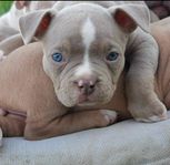 American bully valpar