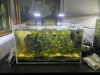 60l nano akvarium helglas