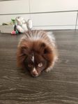 Pomeranian valp