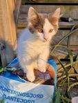 Leveransklar hane - Ragdoll/Maine coon