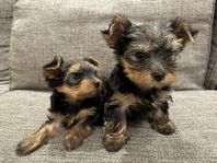 charmiga Yorkshireterrier valpar med SKK stamtavla