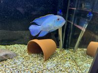 Electric Blue Acara