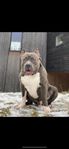 American bully XL