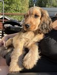 Cocker spaniel hane 