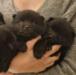 Schipperke Valp , Tik