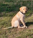 labrador tjejen flingan söker sitt framtida hem