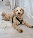 Avelshane Labradoodle