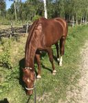 stallplats nära Arboga sökes