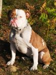 Old English Bulldog tik 1 år