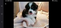 Australian shepherd valpar 