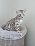 Silver bengal kattunge