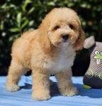 Cavapoo en otroligt trevlig ras