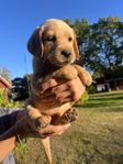 Irländsk setter/labrador!