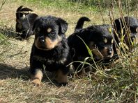 Rottweiler - valpar