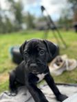 Cane Corso tik GUL