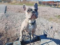 fransk bulldog 3 år