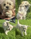 maltipoo leveransklara 22/9