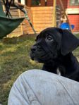 Cane Corso hane VIT