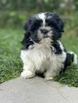 shih tzu lhasa apso valpar 