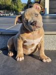 American bully stamtavla- Abkc