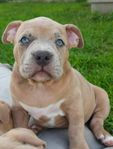 American bully stamtavla- Abkc