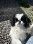 japanese chin pojke