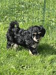 cavapoo