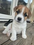 Jack Russell valp Tik - SKK registrerade 