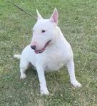 Miniatyrbullterrier