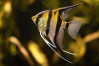 Pterophyllum Scalare - Tiger Marble Angelfish