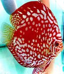 Discus