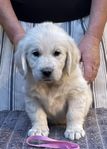 Fina Golden Retriever Valpar