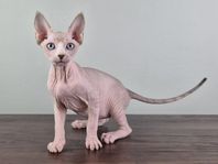 Sphynx med stamtavla