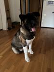 American Akita bella 7mån Gammal