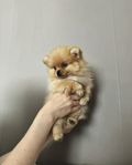 Pomeranian mini tik