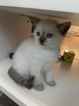 Ragdoll/Brittisk kattunge 