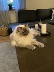 Ragdoll söker ny familj