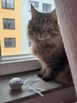 Väldigt söt katt söker hem i Stockholm 