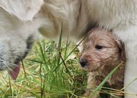 Två underbara Goldendoodle mini valpar